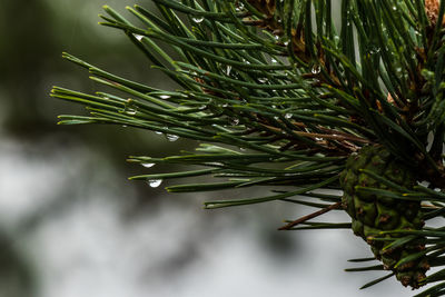 Close-up of raindrops on tree