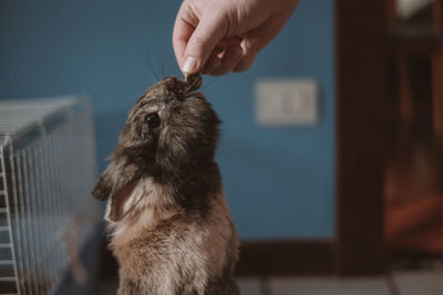 Close-up of hand holding food for a rabbit
