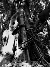 Low angle view of trees in the forest