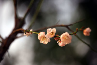 Close-up of cherry blossoms in spring