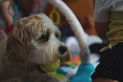 Close-up of dog at home