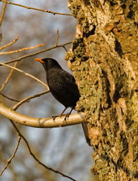 Blackbird on a branch.  common blackbird turdus merula in polish kos