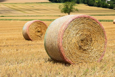 Hay bales in wheat field