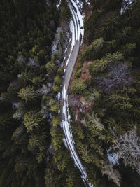 High angle view of road amidst trees in forest