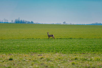 View of sheep on grassy field