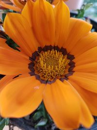 Close-up of orange flower blooming outdoors