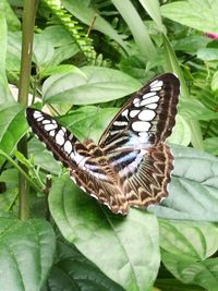 Butterfly on leaf