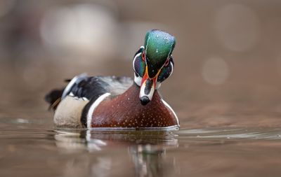 Close-up of duck swimming in lake