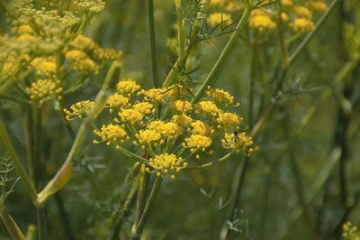 Close-up of yellow flowering plant