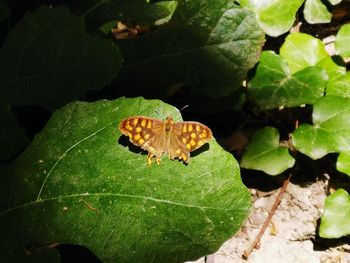 Butterfly on leaf