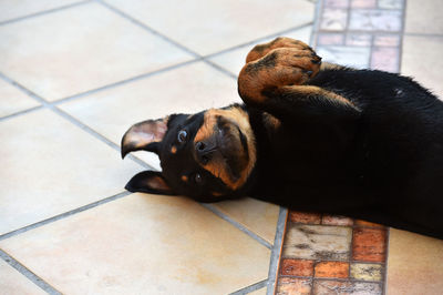 Dog lying on floor at home