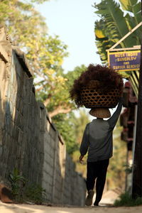 Rear view of man carrying seaweed in basket