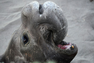 Close-up of elephant seal