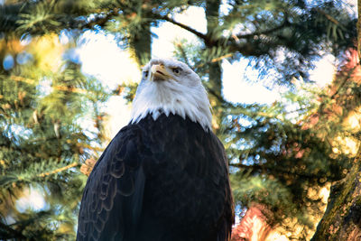 Low angle view of eagle perching on tree