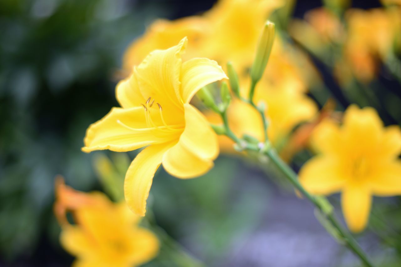 CLOSE-UP OF YELLOW FLOWERS BLOOMING