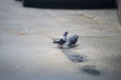 High angle view of pigeon on road