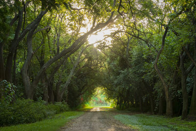 Road amidst trees in forest