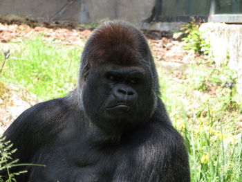 Portrait of black gorilla in zoo