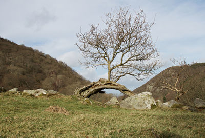 Bare tree on field against sky