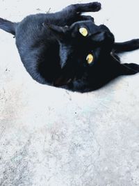 High angle portrait of black dog