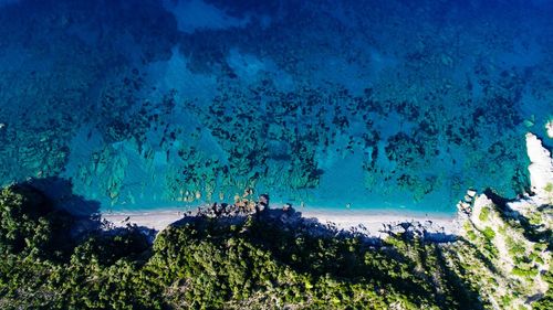 High angle view of fish underwater