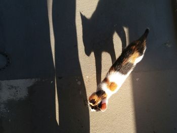 Shadow of cat standing on floor