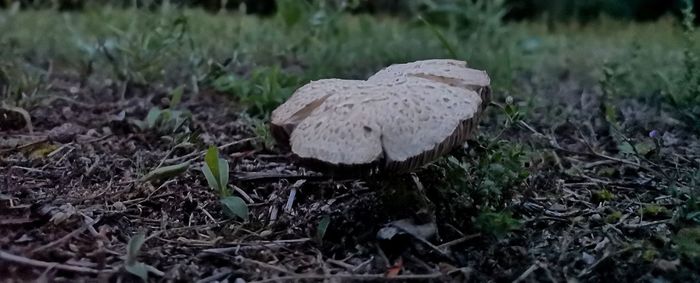 Close-up of mushroom growing on field