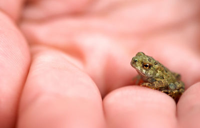 Close-up of frog on hand