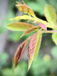 Close-up of green leaf on plant