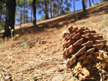 Close-up of logs in forest