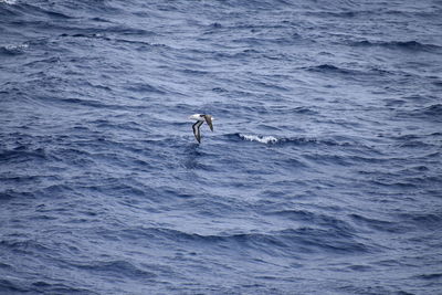 Man swimming in sea