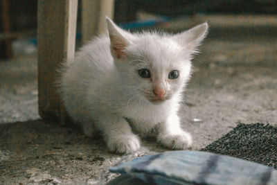 Close-up portrait of white cat