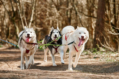 Dogs running on field