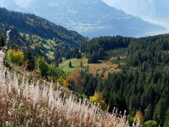 High angle view of pine trees in forest