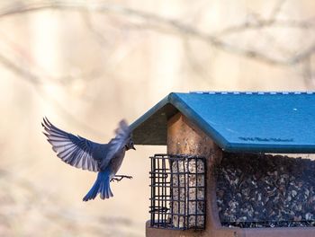 Blue bird flying by birdhouse