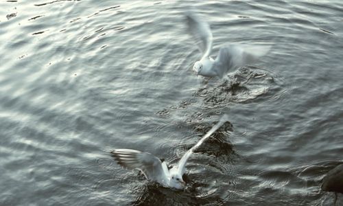 High angle view of seagulls flapping wings in lake