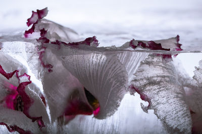 Cyclamen in crystal clear ice 