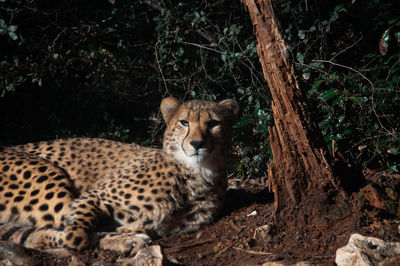 Portrait of cheetah