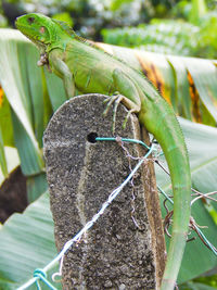 Green iguana on stone against plants