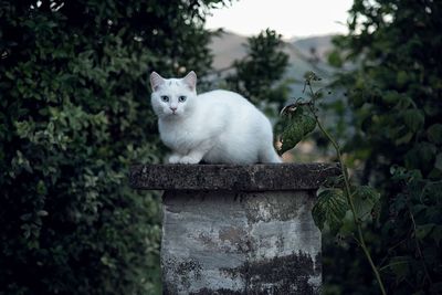 Portrait of white cat sitting on plant against trees