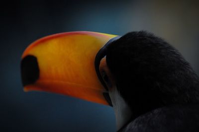 Close-up of toucan outdoors