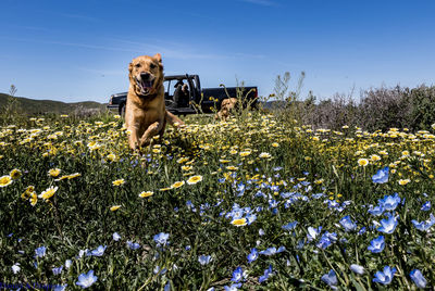 Portrait of dog on field against clear sky