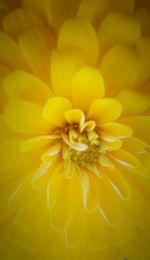 Close-up of yellow flower