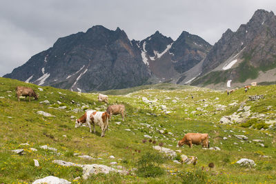 Panoramic view of high alps pasture in val formazza during summer day of july, piedmont