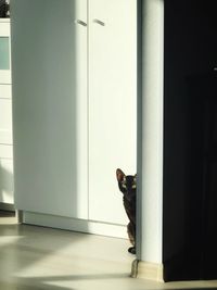 Cat sitting on floor at home