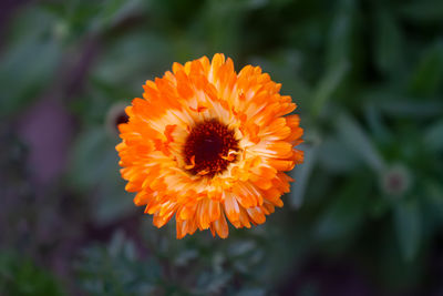 Close-up of yellow flower