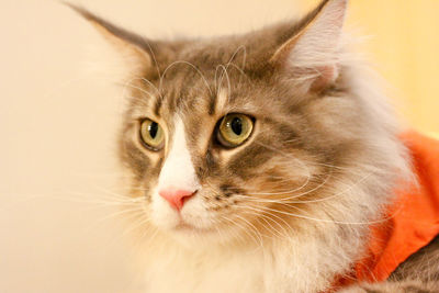 Close-up of cat looking away