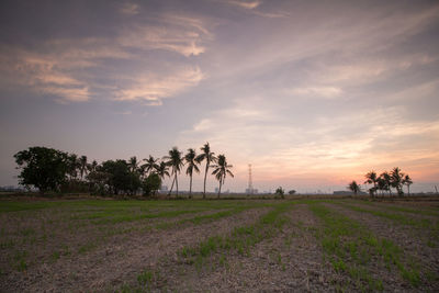 Scenic view of agricultural field against sky during sunset