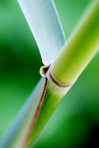 Close-up of insect on leaf