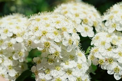 Close-up of white flowering plants